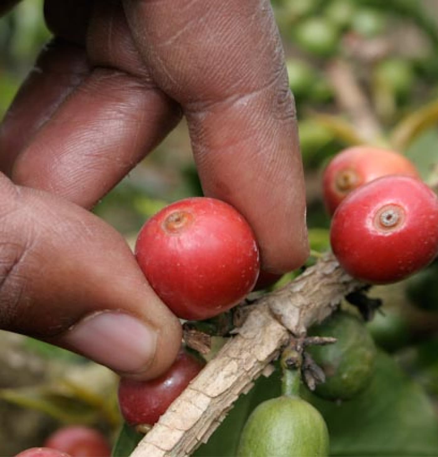 Burka Coffee Estates