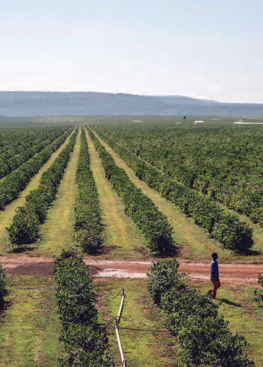 Kateshi Estate (ofi Zambia)
