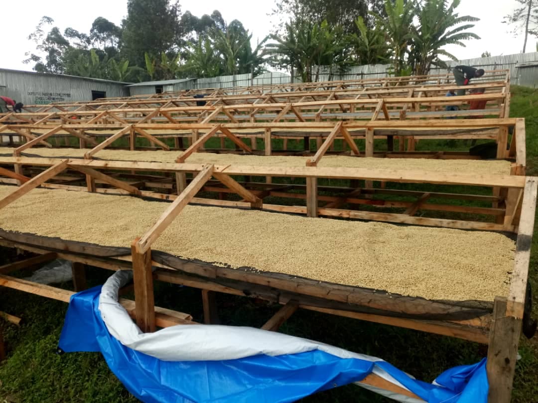 Virunga Coffee Company