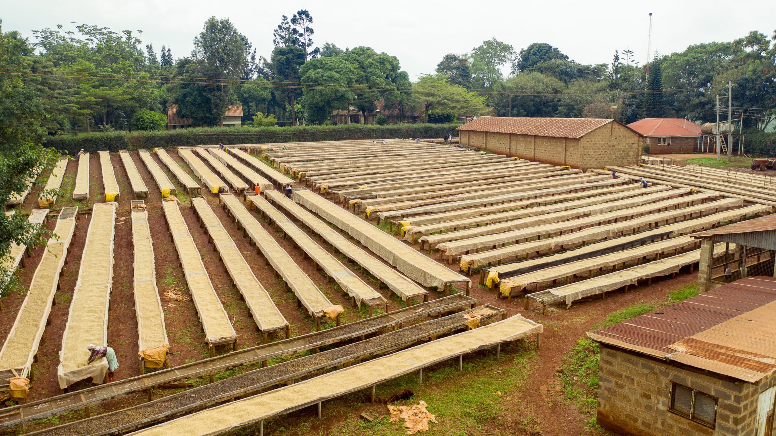 Karunguru Coffee