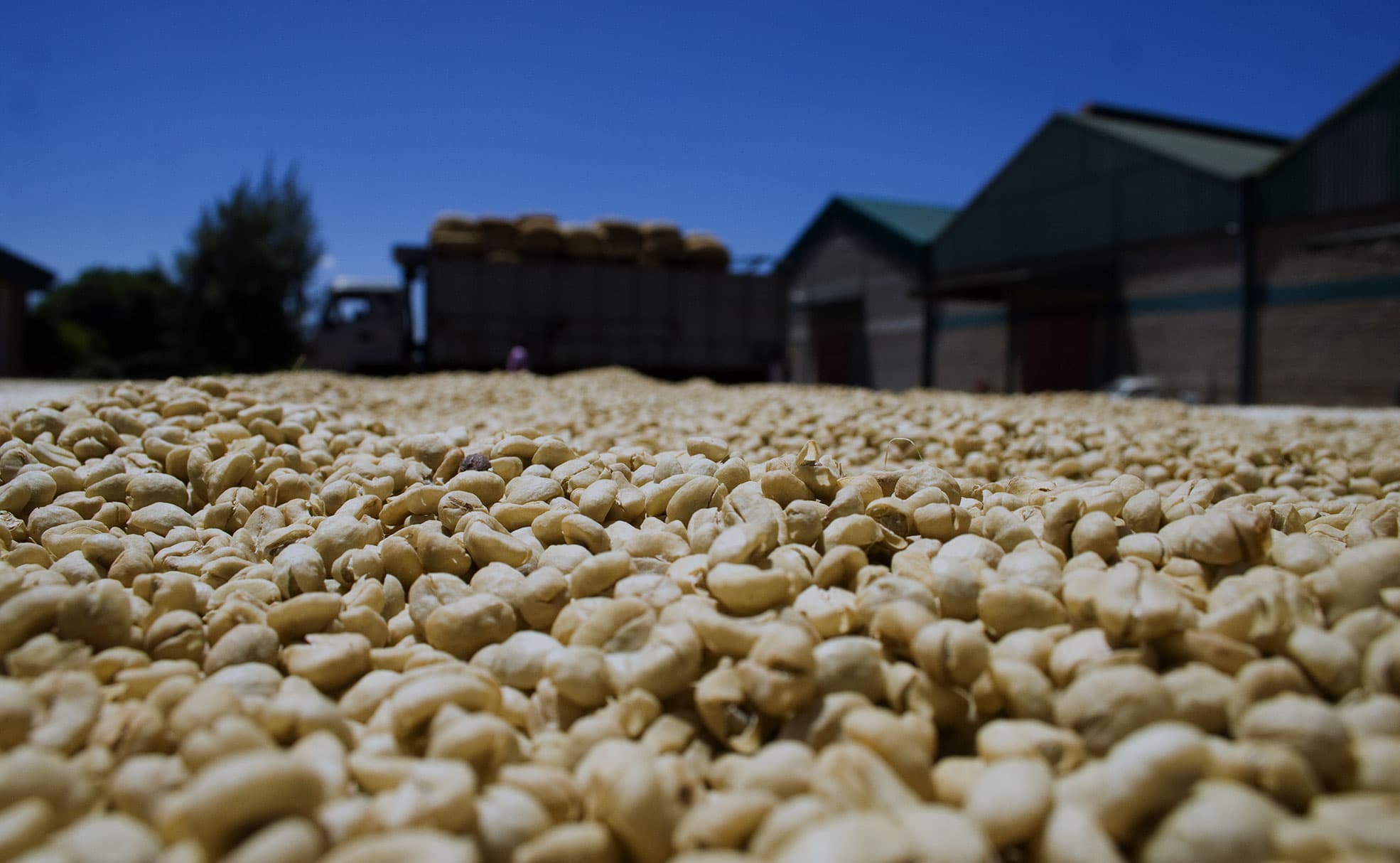 Thika Coffee Mills